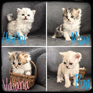 Süße lockige und glatthaarige Selkirk Rex Kätzchen 