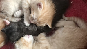 Rote Katzen suchen ein Zuhause 