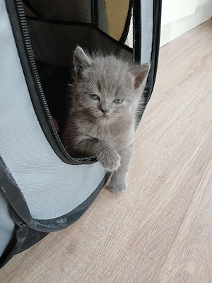 baby katzen 