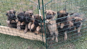 Belgische Schäferhund, Welpen, Malinois