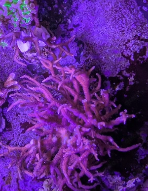 Seriatopora hystrix pink