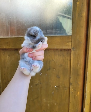Zwergkaninchen suchen ein liebevolles zuhause 