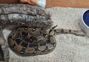 Schlangen Liebhaber gesucht