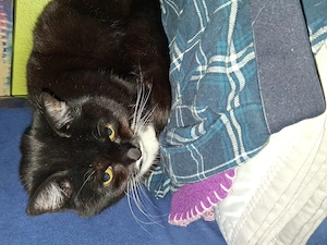 Katzendame schweren Herzens abzugeben 