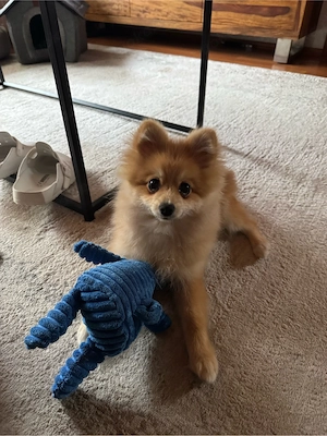 Deckrüde Zwergspitz