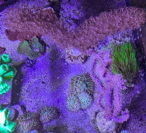 Gorgonien, Hornkorallen