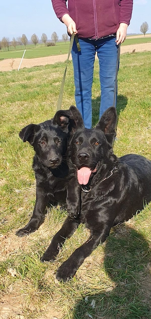 Ostlblut Schäferhunde ehem DDR Welpen 