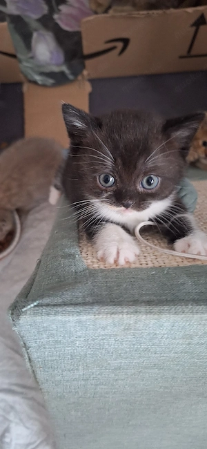 Nur noch 1 kl. BKH Mädchen 