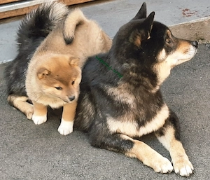 Shiba Inu Welpen reinrassig mit Papieren aus kontrollierter Zucht