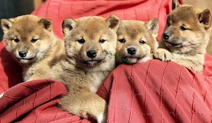 Shiba Inu Welpen reinrassig mit Papieren aus kontrollierter Zucht