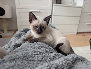 Wunderschönes Siam-Kitten Mädchen (Seal Point)   verschmust, verspielt & liebevoll aufgezogen