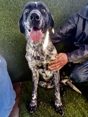 Pfötchengeber Marlo sucht seine Menschen