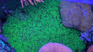 neon grünes Briareum zu verschenken 