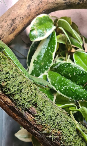 1.0 Trimeresurus albolabris 