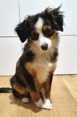 Toy Australian Shepherd Hündin 6 Monate