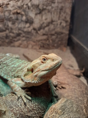 Bartagame Weibchen 1,8 Jahre 