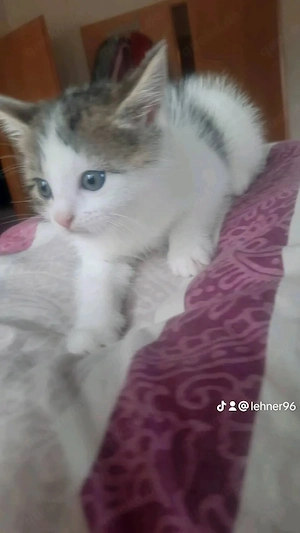 Kätzchen  italienische Kurzhaarig. 