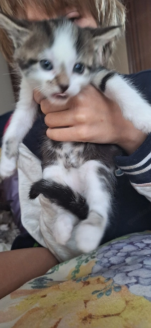 Kätzchen  italienische Kurzhaarig. 