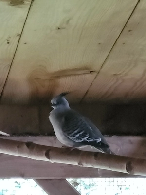 Australische Schopftauben