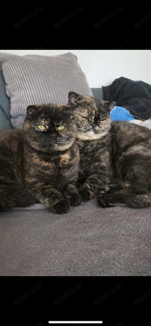Ein liebevolles Zuhause für Luna & Cleo gesucht   