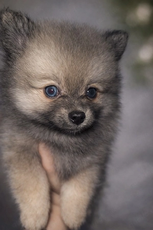 Zwergspitz Pomeranian Welpe 