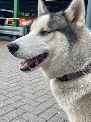 Sibirian Husky RÜDE