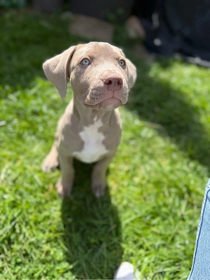 American Bully XL Welpen