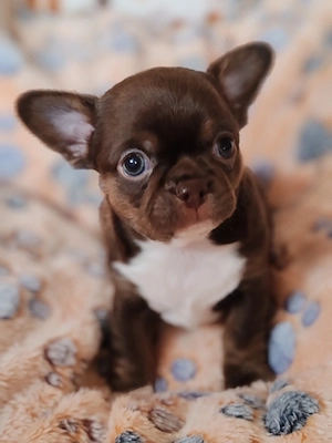 *Chihuahua Welpen mit Ahnentafel Körzucht*