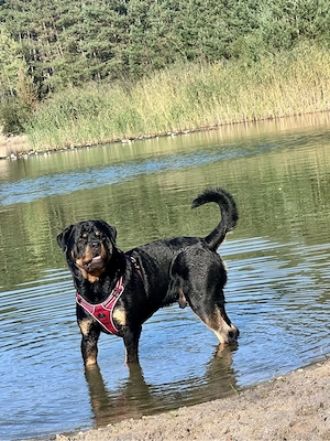 Deckrüde Rottweiler