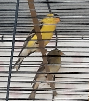 Goldzeizig 