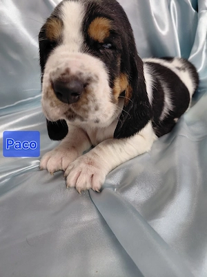 Basset Hound Welpen