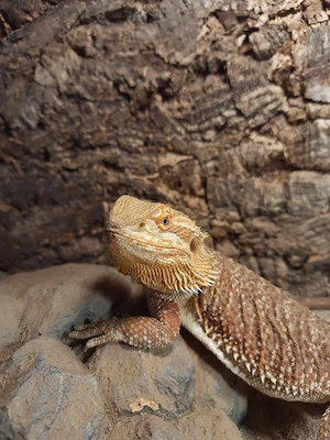 Bartagame Weibchen 1,8 Jahre
