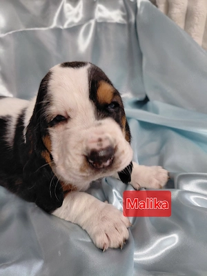 Zuckersüße Basset Hound Welpen