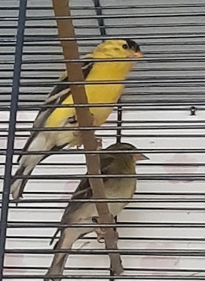 Goldzeizig  goldfinch 