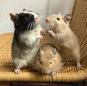 Drei liebenswerte Deguweibchen