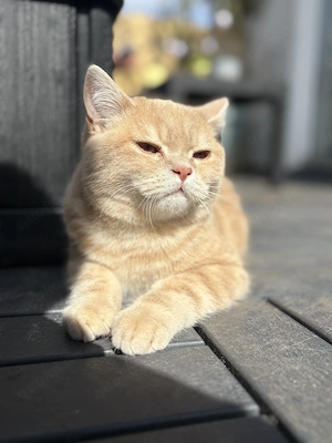 Bhk mix 17 Wochen alt 