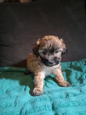 Maltipoo Welpen 1Hündin 1Rüde