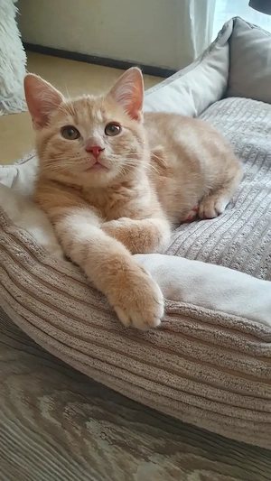 Bkh kitten abzugeben 