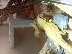 Farb-Bartagame weibchen sucht neues zuhause 