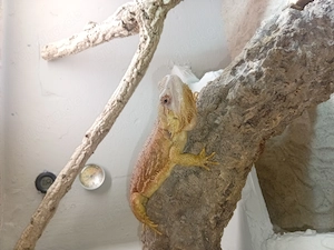 Farb-Bartagame weibchen sucht neues zuhause 