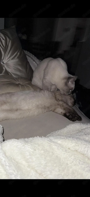 BKH Kätzchen abzugeben 