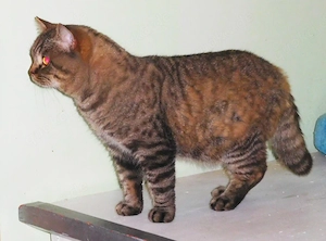 Britisch Kurzhaar Deckkater mit STB Bild 2