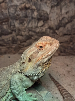 Bartagame Weibchen 3,7 Jahre 