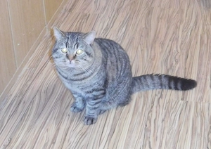 Britisch Kurzhaar Deckkater mit STB Bild 3