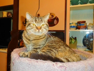 Britisch Kurzhaar Deckkater mit STB Bild 4