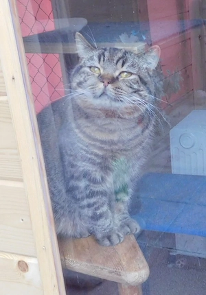 Britisch Kurzhaar Deckkater mit STB Bild 5