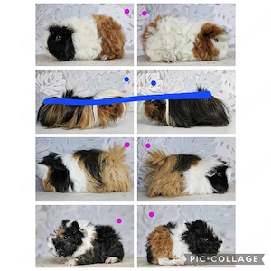 Meerschweinchen Buben und Mädels