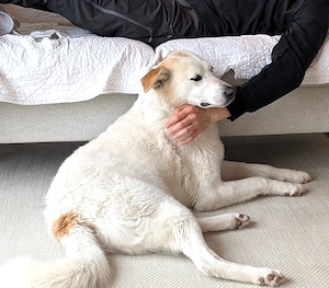 Ganze liebe Schmusehündin Jessi bei München!