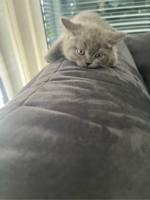 Reinrassige BKH Kitten  2 kitten frei 