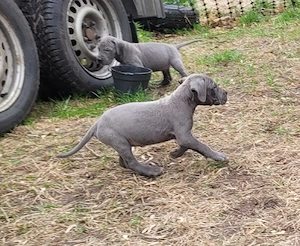 Deutsche Doggen Welpen in blau  Bild 3